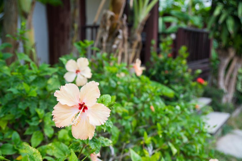 Weekender Bungalow Lamai Beach (Koh Samui) Exterior foto
